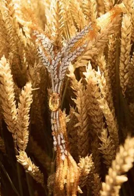 A diamond wheat-ear jewel photographed among real wheat stalks, from Chanel’s Les Blés de Chanel collection